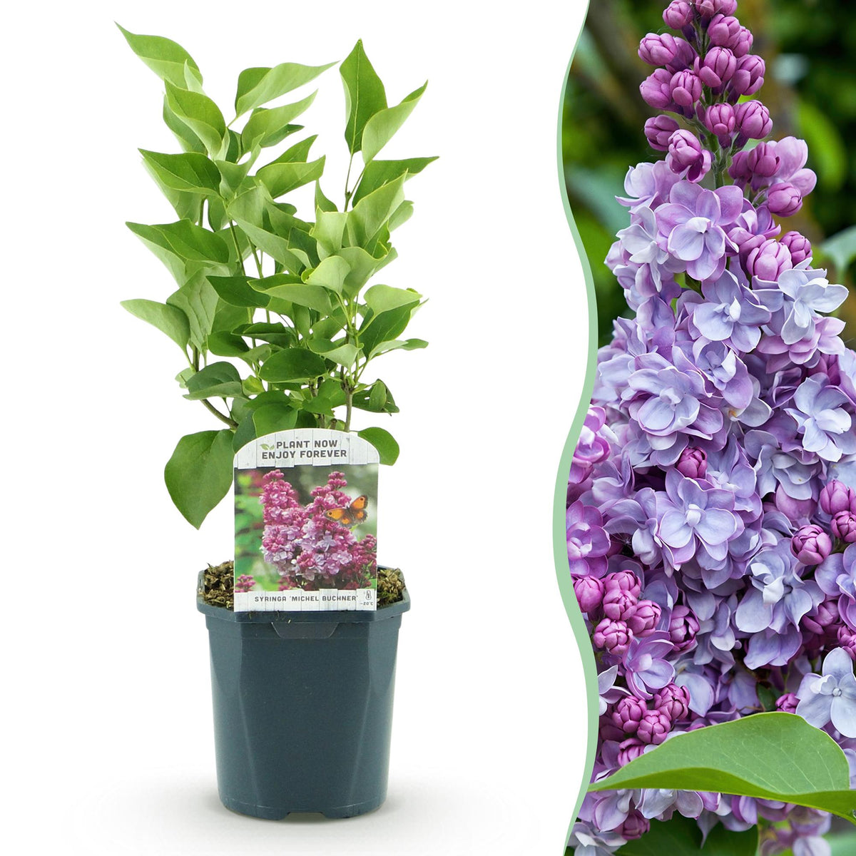 Lilas Michel Buchner - H 45 cm, pot Ø17 cm