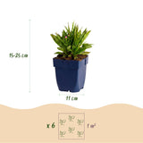 Aster nain Wood's Pink - H 15-25 cm, pot Ø11 cm