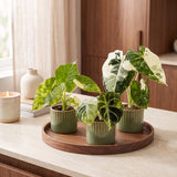 Baby Alocasia Tricolour Variegata avec cache-pots Linnea olive - lot de 3 mini plantes