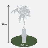 Glycines de Chine Prolific - Wisteria sinensis - 2 plants - H 65 cm, pot Ø15 cm