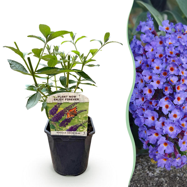 Arbre aux papillons Empire Blue - Buddleja davidii