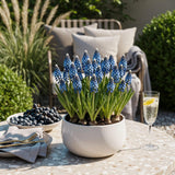 Muscari d'Arménie - calibre 8/9