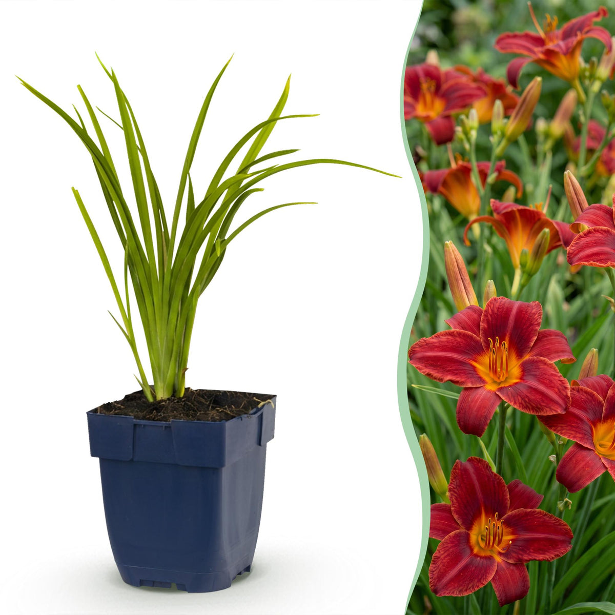 Hémérocalle Autumn Red - Lis d'un jour rouge tardif - H 15-25 cm, pot Ø11 cm