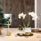 Orchidée Phalaenopsis blanche Mineral Amabilis et succulente - coffret Le Chic or - pot Ø9 cm