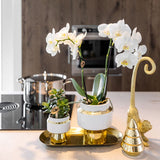 Orchidée Phalaenopsis blanche Mineral Amabilis et succulente - coffret Le Chic or - pot Ø9 cm