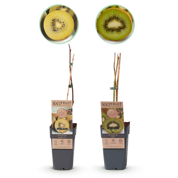 Kiwis Jenny et doré