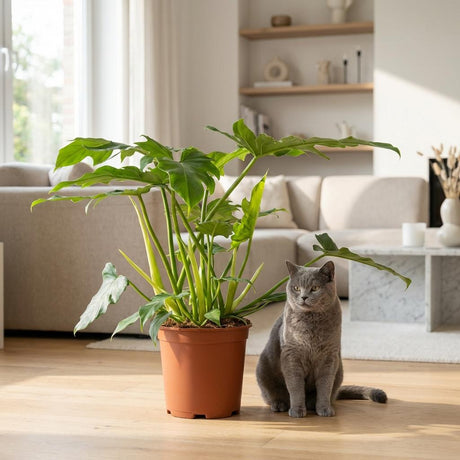 Philodendron Lacerum | Pot 19 cm