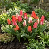 Tulipe de Greig en mélange - calibre 11/12