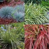 Graminées persistantes en mélange - 4 plants - H 50 cm, pot Ø17 cm