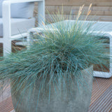 Fétuque bleue Elijah Blue en godet - Festuca glauca - H 10-25 cm, pot Ø9 cm - photo 6