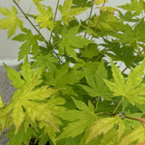 Érables du Japon Orange Dream - 2 plants - H 70 cm, pot Ø19 cm