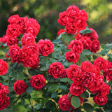 Rosier couvre-sol Red Fairy - H 20-25 cm, pot Ø12 cm