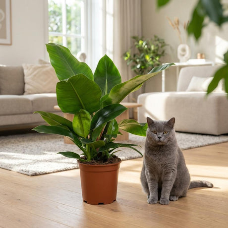 Philodendron Imperial Green | Pot 19 cm