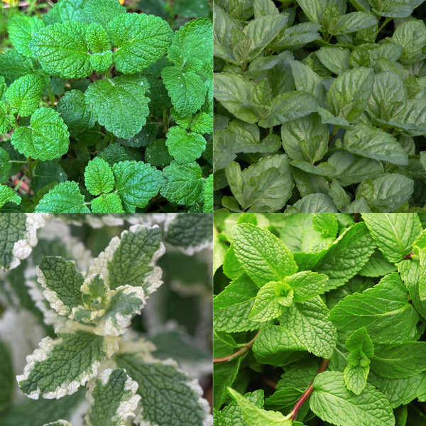 Kit de vivaces aromatiques à tisane - 24 plants pour 3 m²