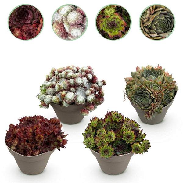 Joubarbe Big Sam - 4 plants