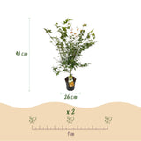 Érable du Japon Katsura - H 90 cm, pot Ø26 cm
