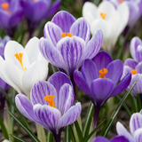 Crocus bleu et blanc - calibre 7/8