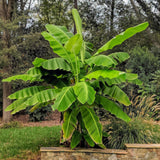 Bananier du Japon - Musa basjoo - 2 plants - H 50 cm, pot Ø15 cm