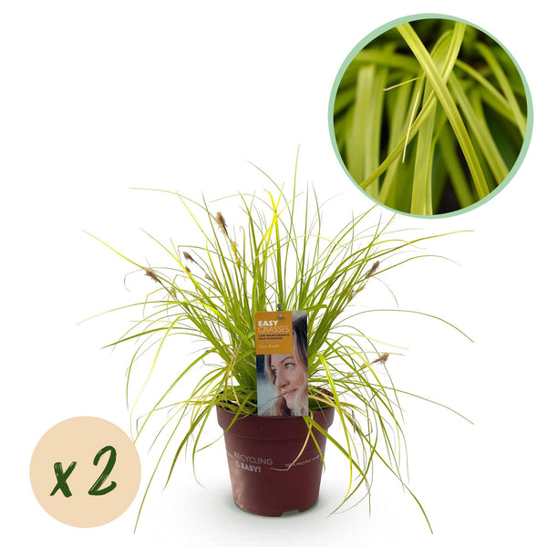 Carex Everillo - 2 plants