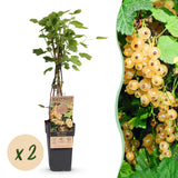 Groseillier blanc Witte Parel - Ribes rubrum - 2 plants - H 50 cm, pot Ø15 cm