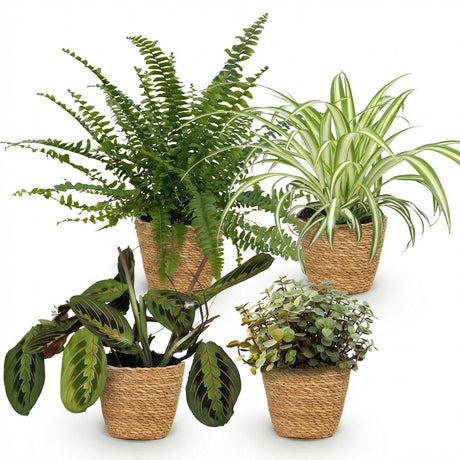 Mix plantes pet-friendly x4 – Chlorophytum, Maranta, Callisia, Nephrolepis