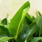Green BoutiQ - Kamerplanten - Strelitzia Nicolai - Paradijsvogelbloem - Weinig onderhoud - Groen - 1 Plant - met Potter Wit - Pot 21cm - Hoogte 110-120cm