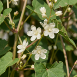 Renouée d'Aubert - Fallopia aubertii - lot de 4 plants - pot Ø9 cm
