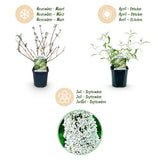 Buddleia White Profusion - Arbre aux papillons blanc - H 45 cm, pot Ø17 cm