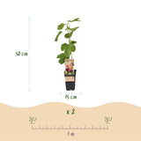 Figuier Rouge de Bordeaux - H 50 cm, pot Ø15 cm
