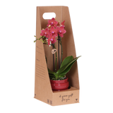Orchidée Phalaenopsis rouge Blossom Congo - cache-pot Noma rouge et boîte cadeau