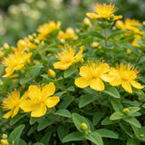 Millepertuis couvre-sol - H 15-25 cm, pot Ø11 cm