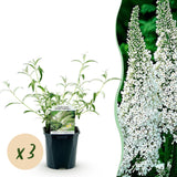 Buddleia White Profusion - Arbre aux papillons blanc - H 45 cm, pot Ø17 cm