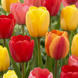 Tulipe Darwin hybride en mélange - 60 bulbes