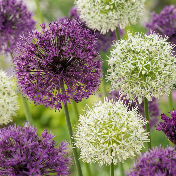 Ail d'ornement en mélange violet et blanc