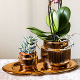 Orchidée Phalaenopsis blanche Mineral Amabilis et succulente - coffret Allure Shiny bronze
