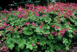 Géranium à grosses racines Czakor en godet - Geranium macrorrhizum - H 10-25 cm, pot Ø9 cm - photo 6