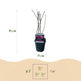 Magnolia Susan - fleurs rose foncé - H 45 cm, pot Ø17 cm