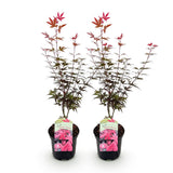 Érables du Japon Skeeter's Broom - 2 plants - H 70 cm, pot Ø19 cm