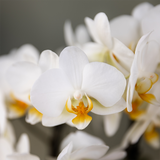 Orchidées surprise unies - 2 Phalaenopsis de même couleur - H 35 cm, pot Ø9 cm