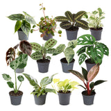 Box surprise baby plantes tropicales - lot de 12 mini plantes