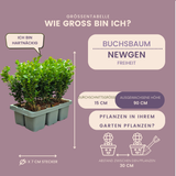 Buis NewGen Freedom en godet - 6 plants - H 15 cm, pot Ø7 cm