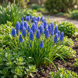 Muscari d'Arménie - calibre 7/8