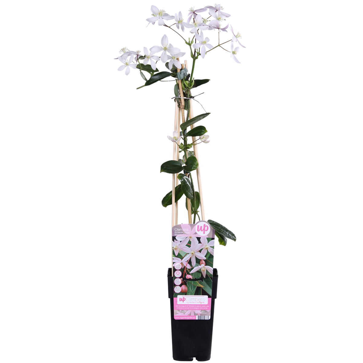 Clématite armandii Apple Blossom - Clématite persistante rose pâle - H 65 cm, pot Ø15 cm