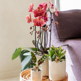 Orchidée Phalaenopsis rose saumon Niagara Fall Narbonne