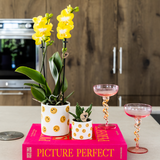 Set orchidée Albenga jaune et succulente - cache-pots Smiley - H 35 cm, pot Ø9 cm
