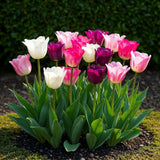 Tulipe en mélange pastel - calibre 11/12