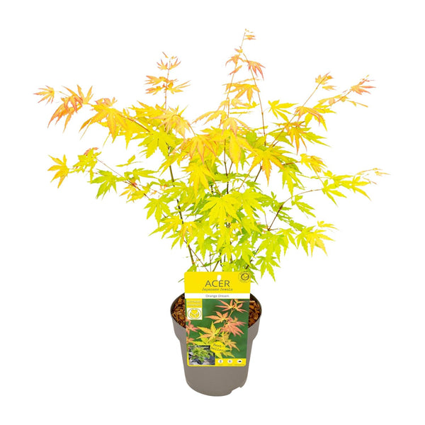 Érable du Japon Orange Dream - Acer palmatum