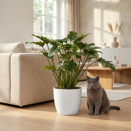 Philodendron Xanadu | Pot 19 cm