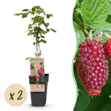 Tayberry - H 50 cm, pot Ø15 cm
