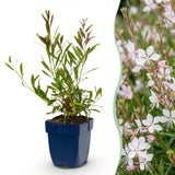 Gaura Whirling Butterflies - H 15-25 cm, pot Ø11 cm